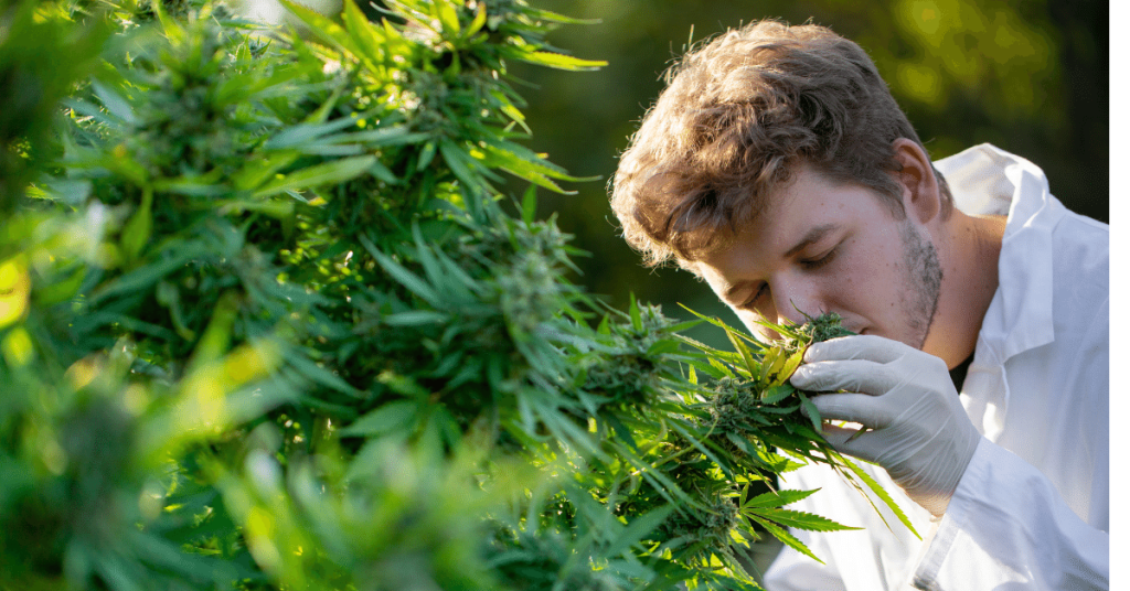 11 Effective Ways to Hide The Smell of Cannabis