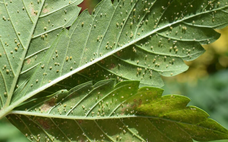 Aphids are challenging cannabis plant problems that rob plants of their water and nutrients, causing them to wilt and perish.