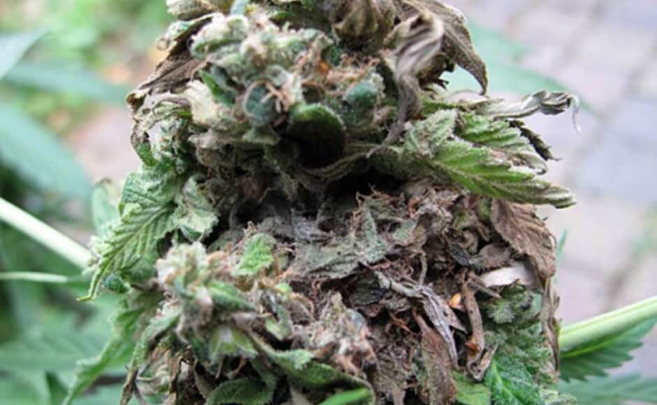 Bud Rot(mold) is also among the common cannabis plant problems induced by high humidity and inadequate ventilation.