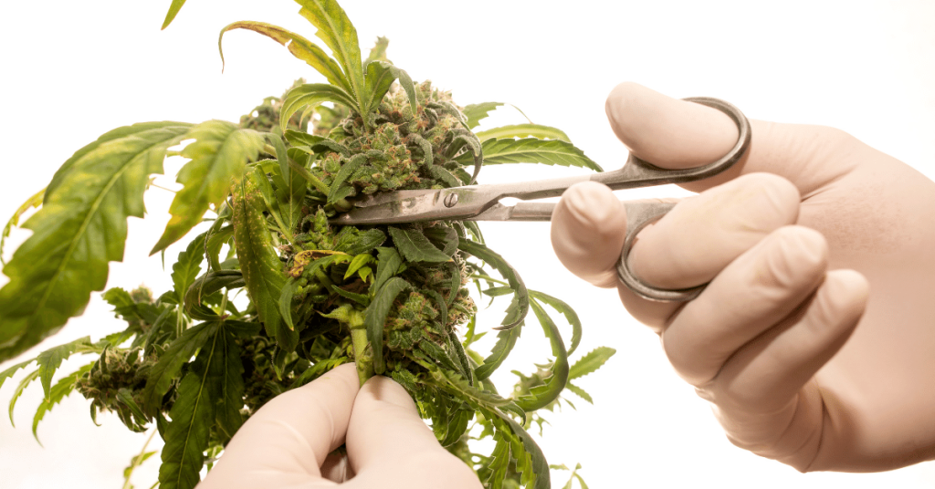 14 Best Techniques To Increase Cannabis Yield - Marijuana Grow Hub