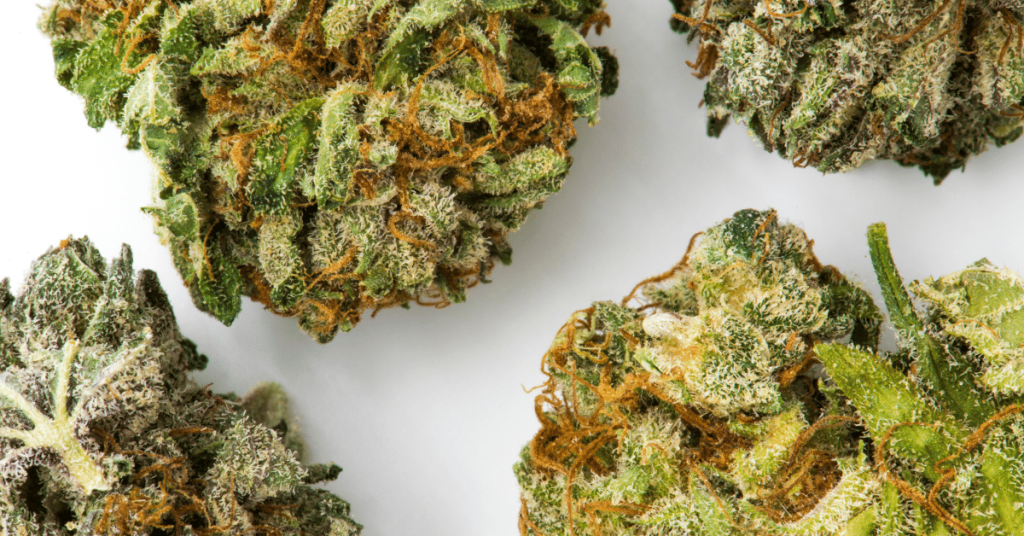 Difference Between Good and Bad Cannabis Buds
