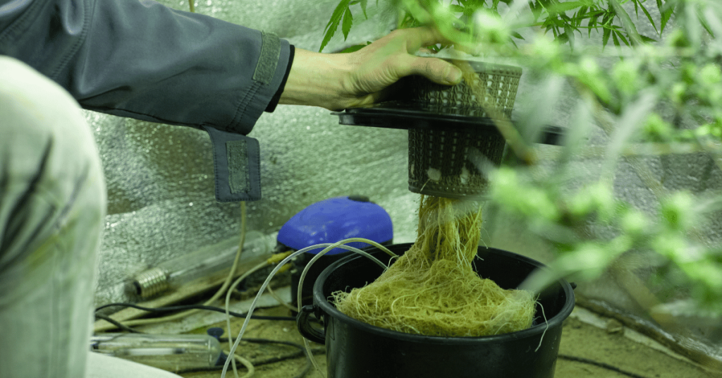 Increase cannabis yield by up to 20% when grown hydroponically