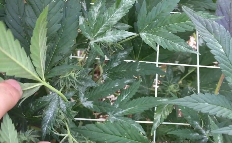 Powdery Mildew is a typical fungus infection, one of those common cannabis plant problems that farmers encounter in their gardens.