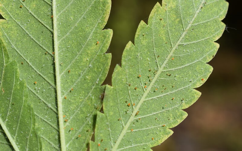 Spider Mites are less common of the cannabis plant problems that are the most damaging and life-threatening to the cannabis plant