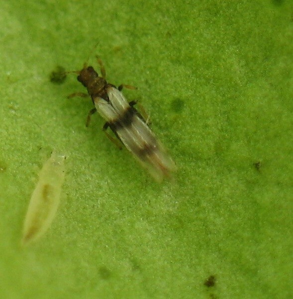 Thrips are common cannabis plant problems among indoor gardeners because it is difficult for them to increase or reproduce in significant numbers outside.