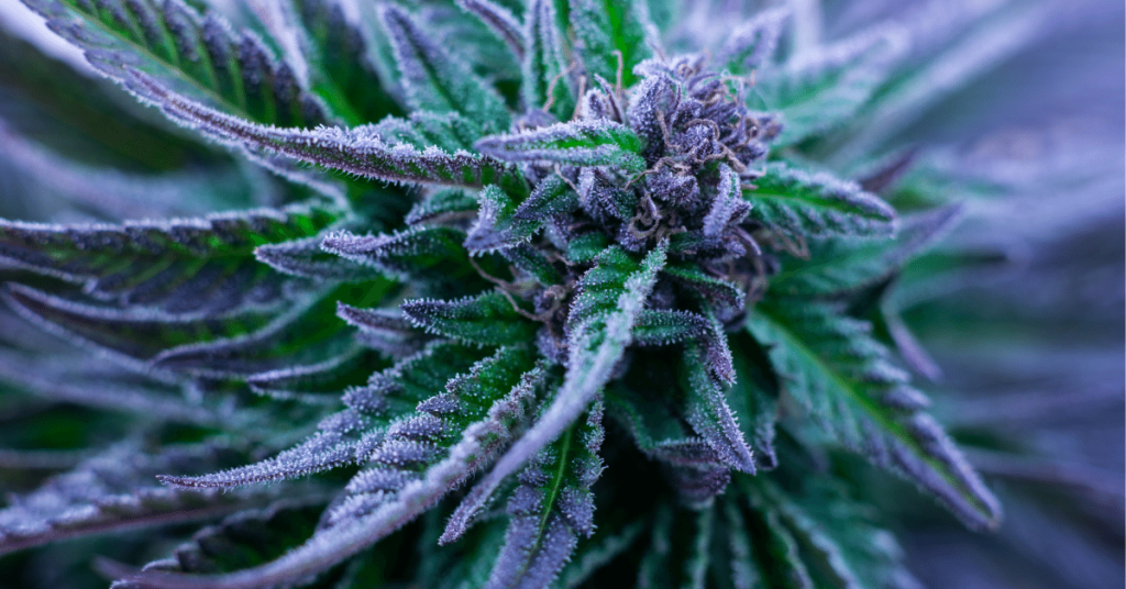 9 Tips for Growing Cannabis in Cold Weather