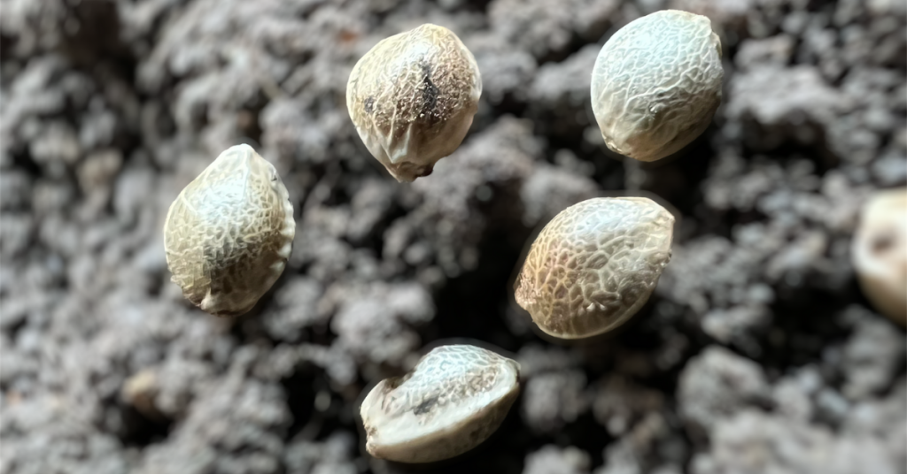 The Ultimate Guide to Identifying Bad Cannabis Seeds.