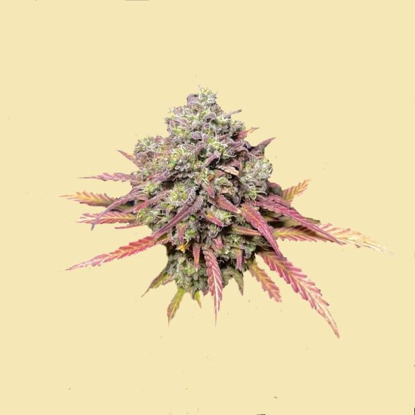 Auto Godzilla Grapefruit Autoflowering seeds