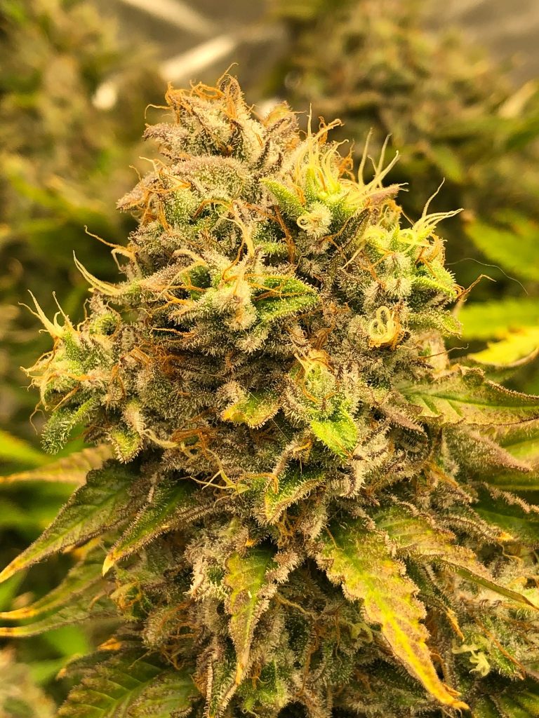 Auto Runtz Cheese Autoflower Seeds USA - Marijuana Grow Hub