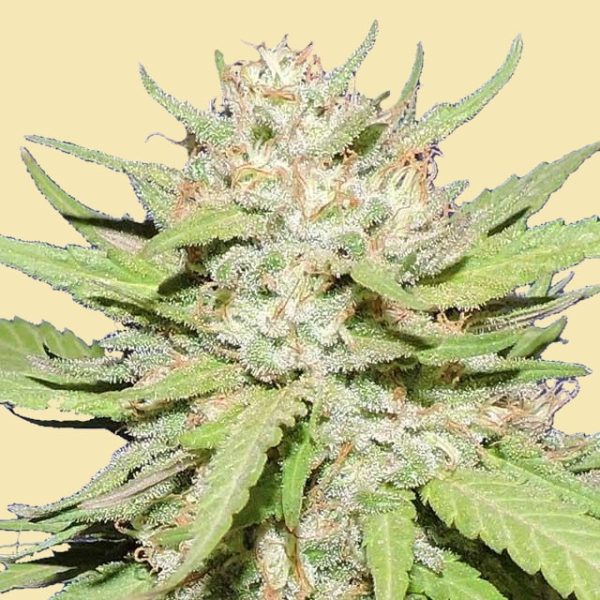 Auto Triple Cake Crusher Autoflowering seeds