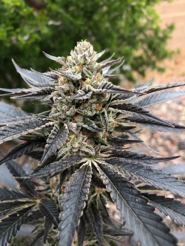 Grand Daddy Purple Feminized Seeds USA - Marijuana Grow Hub