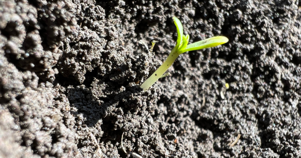 The Cannabis Seedling Stage