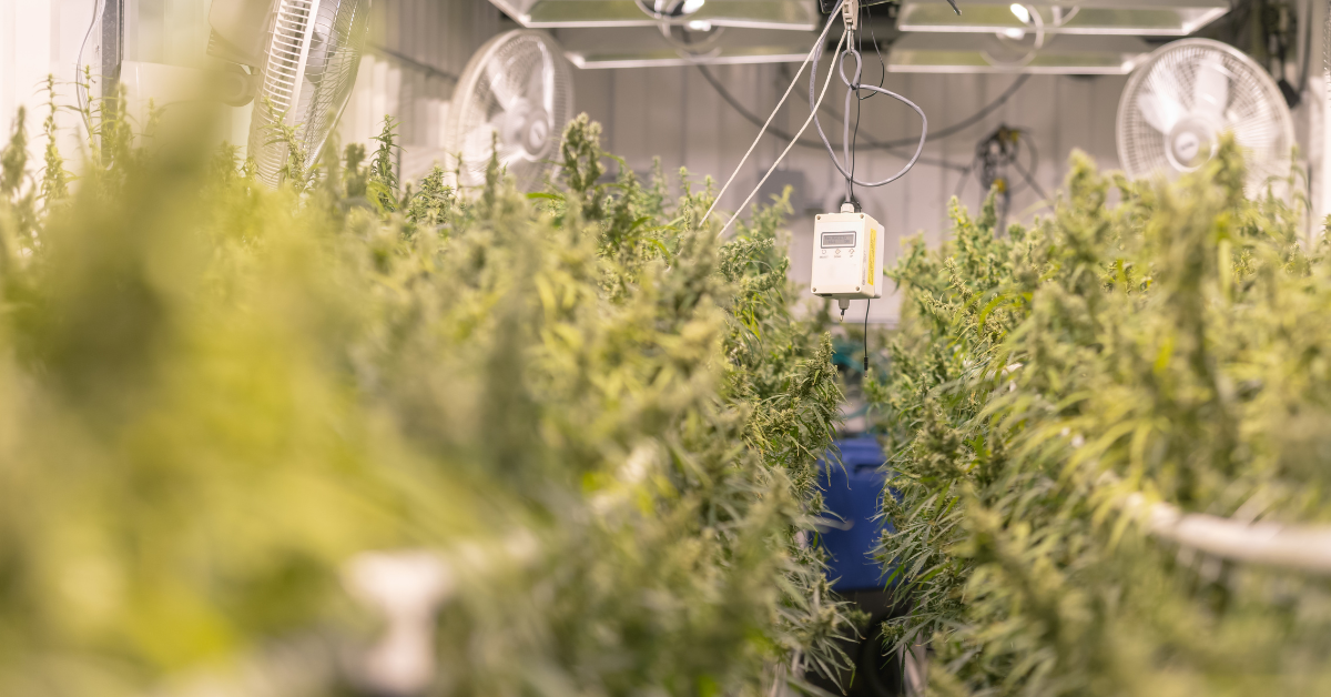 6 Tips on Setting Up a Cannabis Growing Space