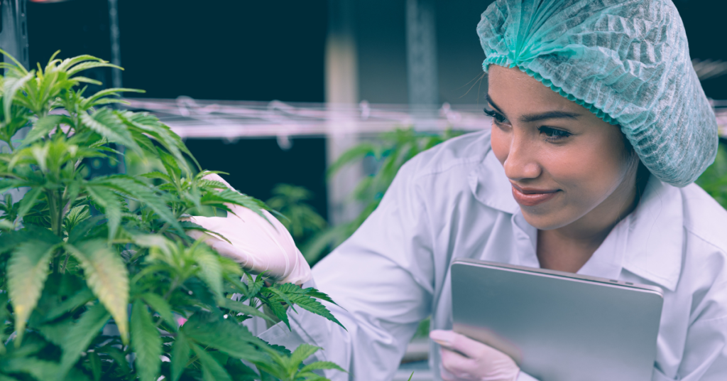 7 Ultimate Tips on Cannabis Plant Care and Maintenance