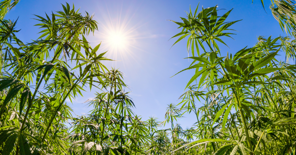 Tips for Choosing the Right Location and Soil for Cannabis Growth.