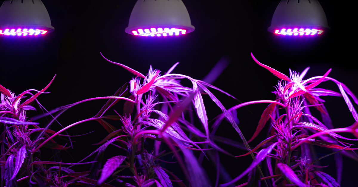 Indoor Cannabis Grow Light