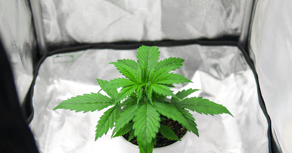 A Comprehensive Guide To Indoor Cannabis Cultivation in 2023 ...