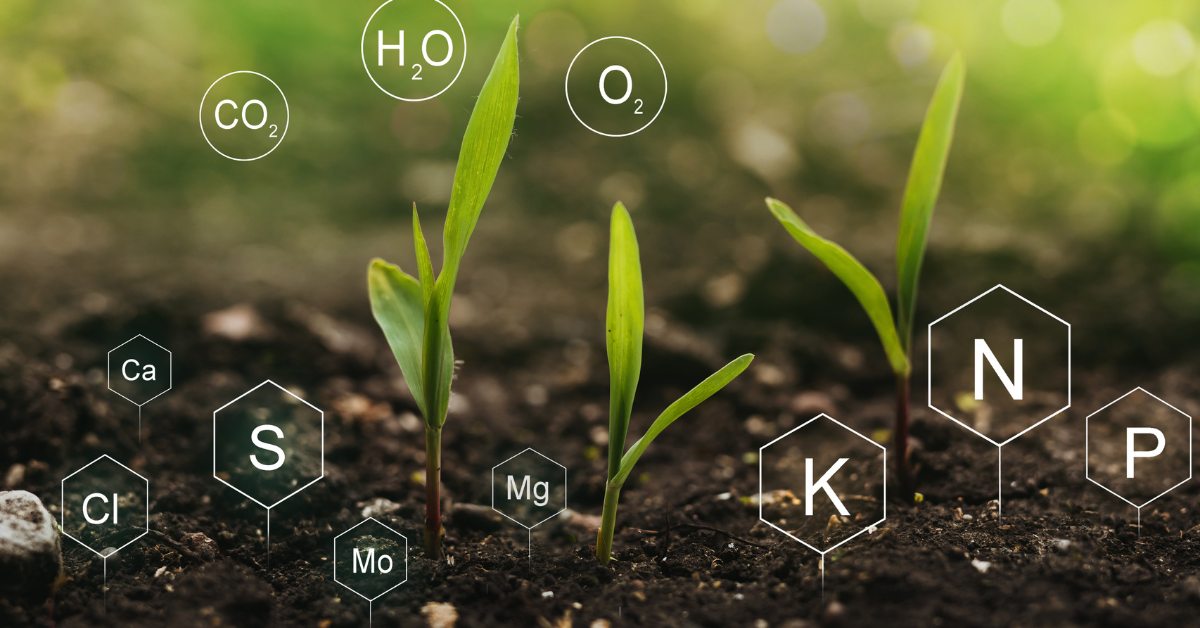 Indoor Cannabis Nutrients