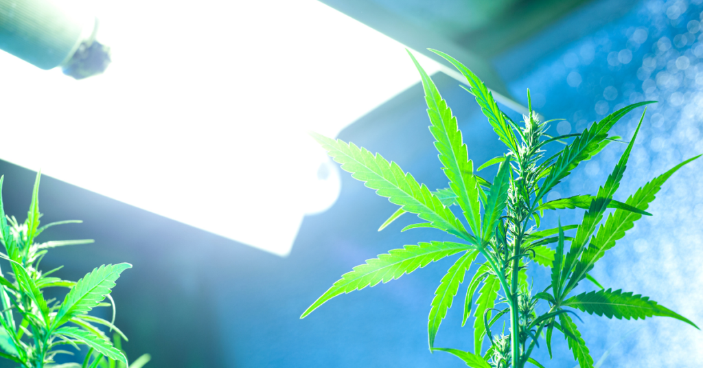 Mastering the Art of Indoor Cannabis Cultivation A Comprehensive Guide